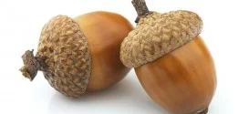 acorn