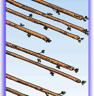 eight of wands