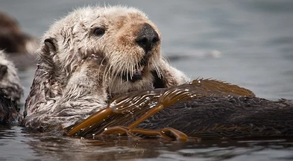 otter spirit animal