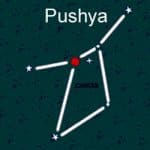 pushya shirt