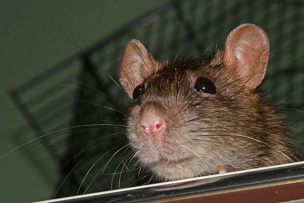 rat spirit animal