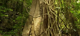 celtic vine tree