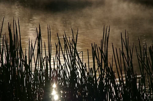 celtic reed tree