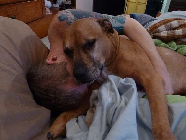 dog-in-bed