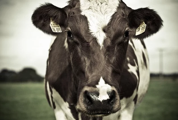 cow spirit animal