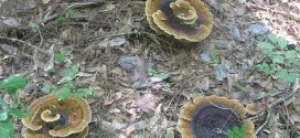 fairy ring of mushrooms