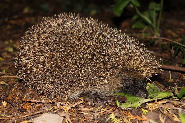 Hedgehog Spirit Animal