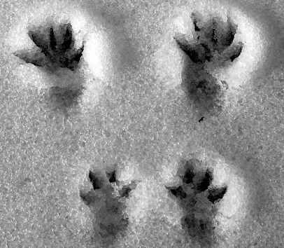 squirrel-tracks