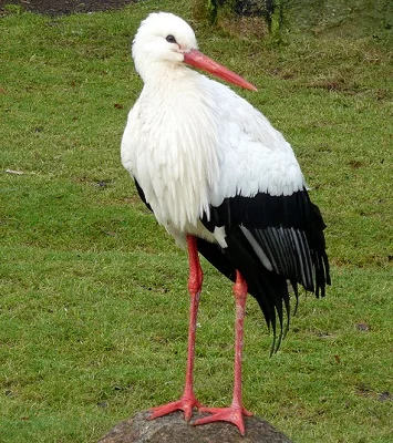 stork