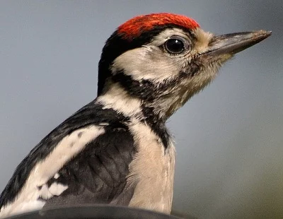 woodpecker