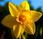 Daffodil Symbolism: Peaceful State Of Mind - SunSigns.Org