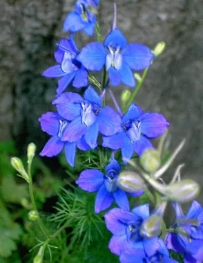 July symbolism