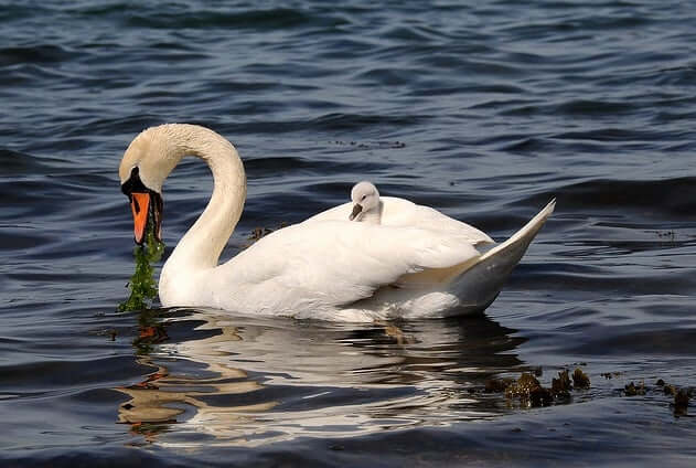 Swan Animal Totem Symbolism Meanings SunSigns Org