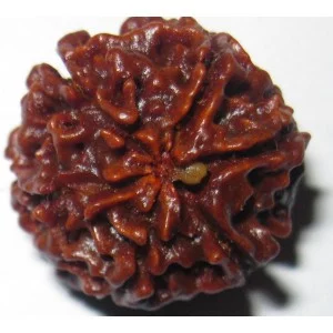 six mukhi rudraksha