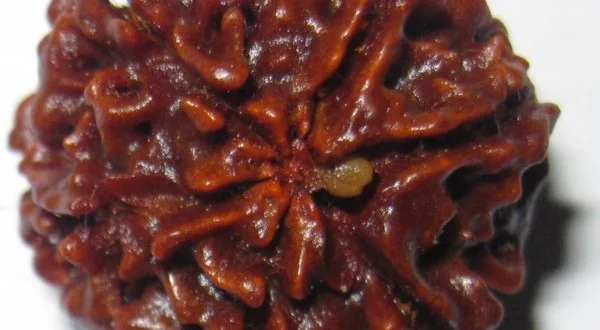 rudraksha astrology zodiac sign
