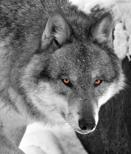Wolf Medicine Symbolism: Commitment And Loyalty - SunSigns.Org
