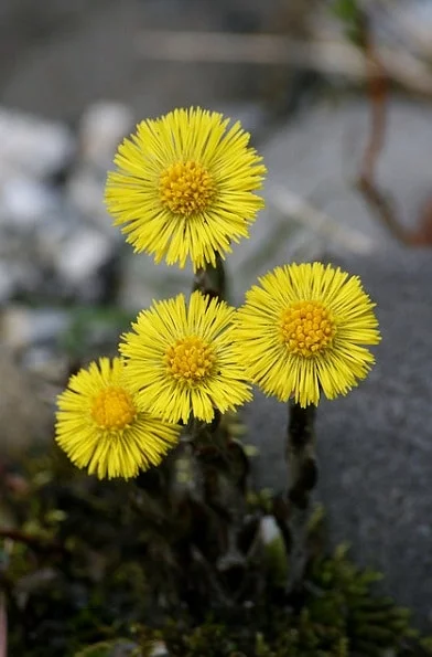 april-daisies