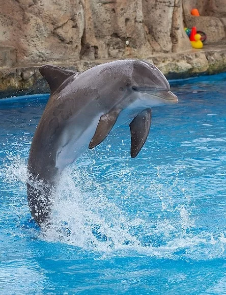 Delphin-Totem