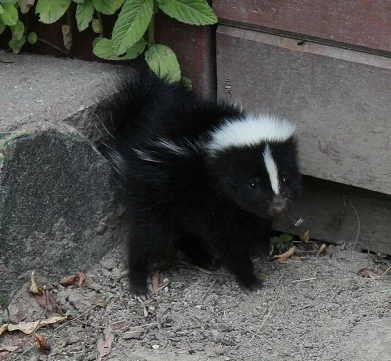 Skunk Spirit Animal