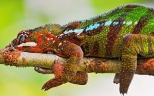 Chameleon Spirit Animal Totem Meaning: Patience Pays - SunSigns.Org