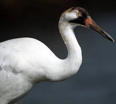 crane spirit animal