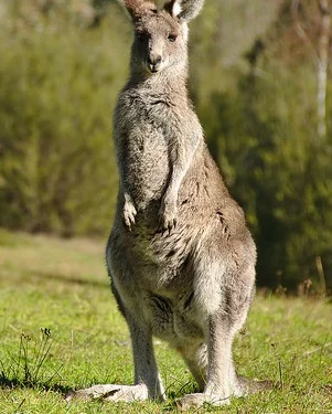 kangaroo spirit animal