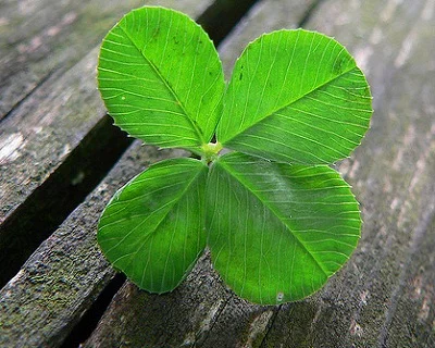 clover