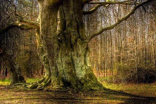 tree symbolism