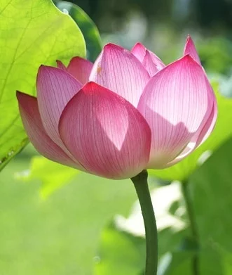 lotus flower meaning
