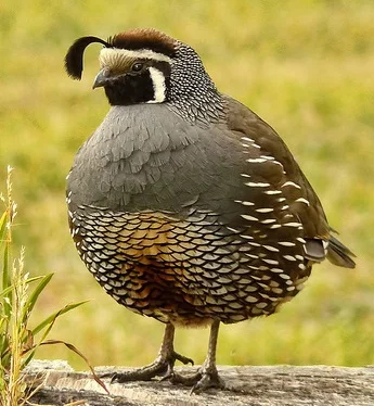quail spirit animal