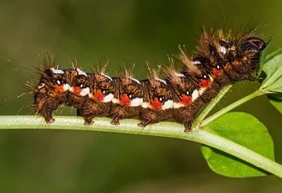 caterpillar