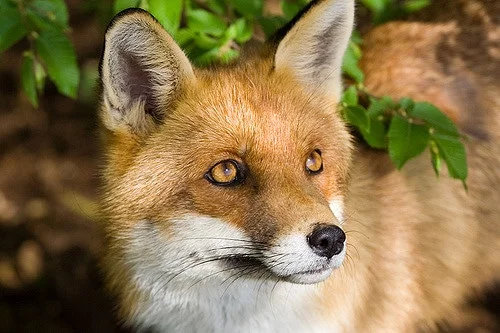 Animal Alchemy Symbols