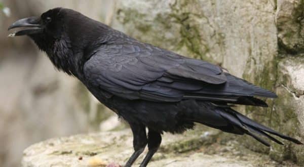 crow animal totem