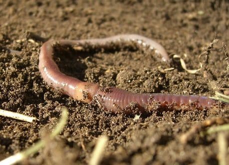 earthworm-animal-totem