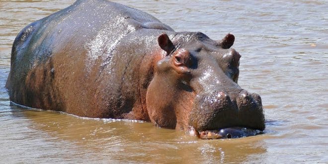 hippopotamus-animal-totem