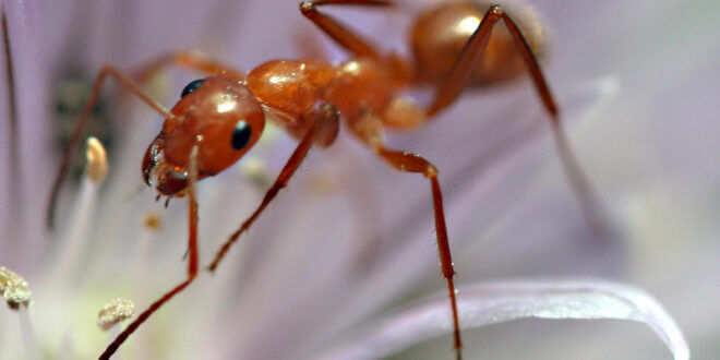 ant spirit animal
