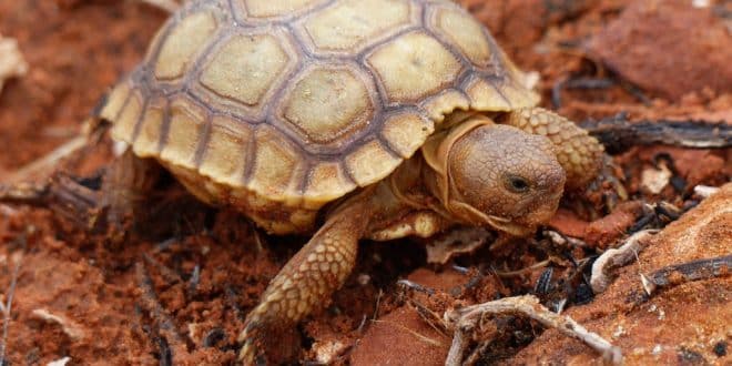 feng shui Tortoise