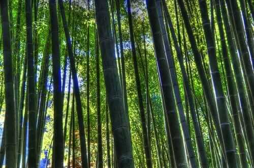 Bamboo plant