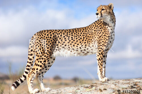 cheetah spirit animal