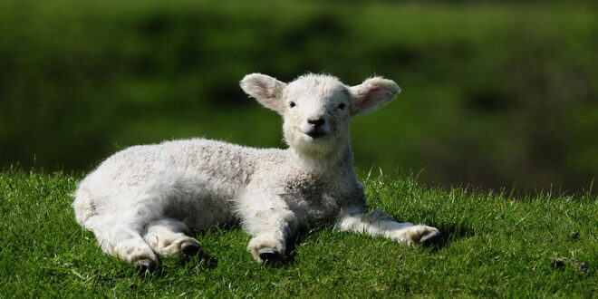 lamb spirit animal
