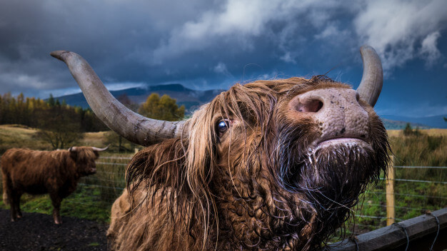 Yak Spirit Animal Totem Meaning: A Sign Of Survival And Wisdom