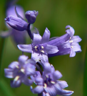 bluebell flower symbolism