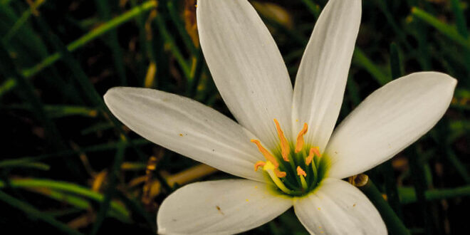 peace lily flower symbolism