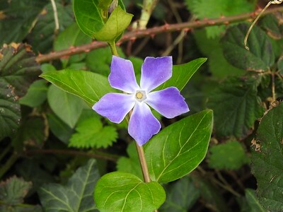 periwinkle flower symbolism