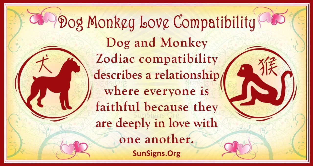 Dog And Monkey Compatibility Crazy And Arousing