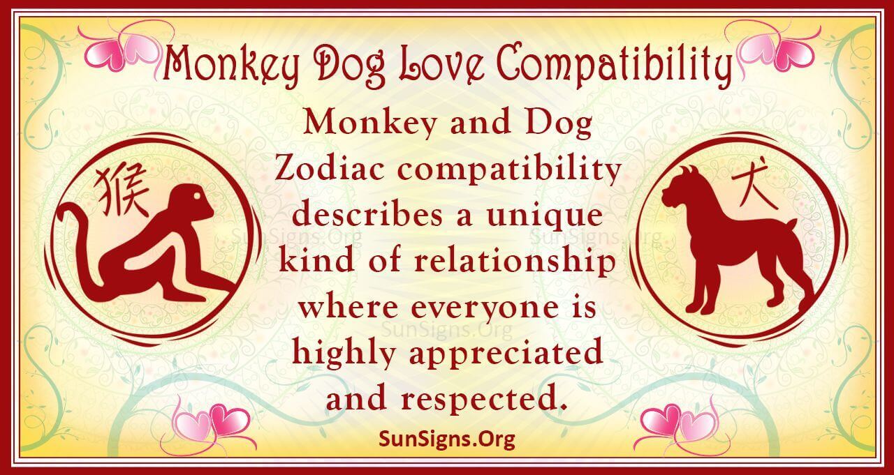 Monkey And Dog Compatibility Lively Attraction