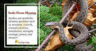 Snake Dream Meaning