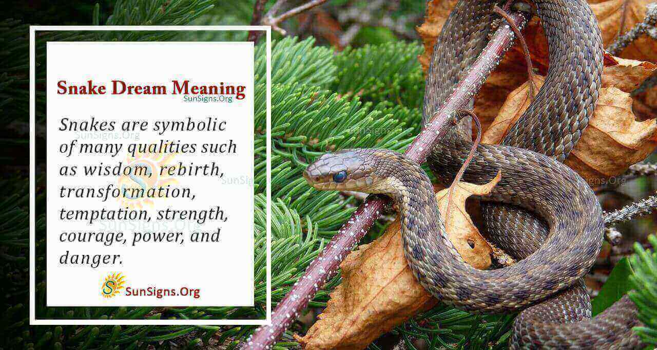 What Is The Meaning Of A Snake Dream - Interpretation And Symbolism ...