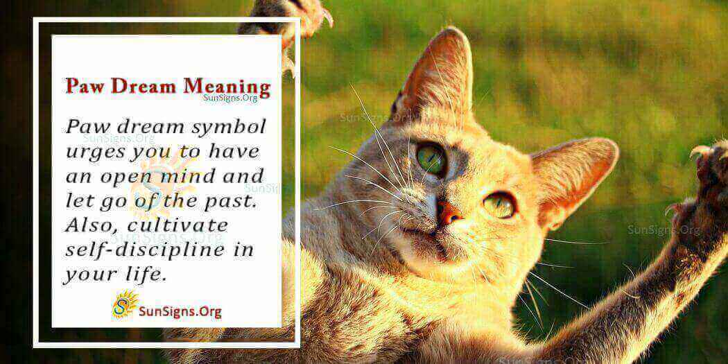 what-do-paws-symbolize-in-a-dream-meaning-interpretation-and