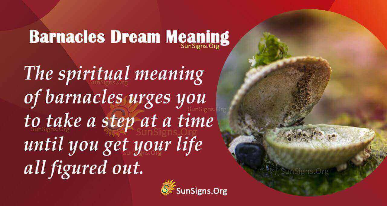 dreaming-of-barnacles-meaning-interpretation-and-symbolism